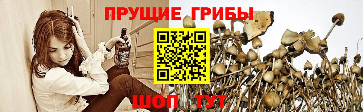 Галлюциногенные грибы Psilocybe  Псилоцибиновые грибы Psilocybe  Вход с VPN  наркошоп  Славгород 